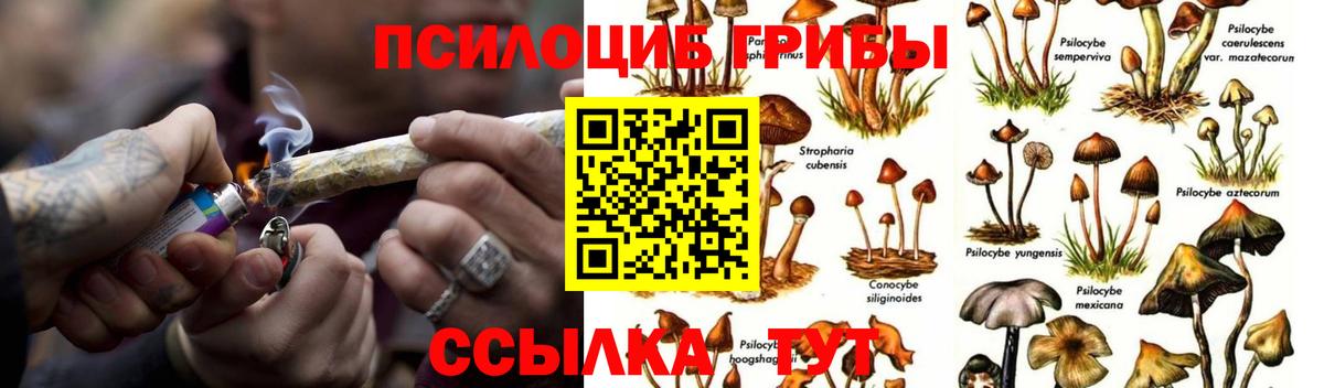 Галлюциногенные грибы Psilocybine cubensis Татарск